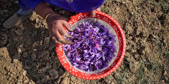 Memanen Bunga Saffron, Rempah-Rempah Termahal di Dunia
