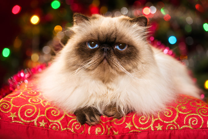 jenis kucing persia paling lucu dan lovely buat dipelihara semuanya menggemaskan