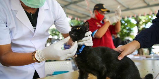 Pemberian Vaksin Anti Rabies Gratis untuk Hewan Peliharaan