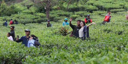 Libur Panjang Akhir Pekan, Warga Berwisata di Kawasan Kebun Teh Puncak