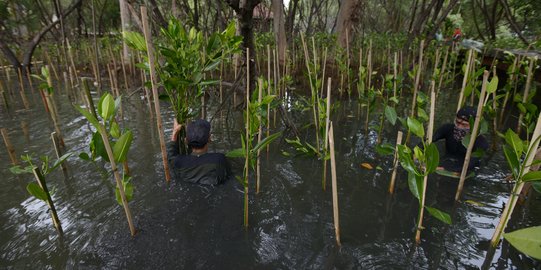 Penanaman 160 Ribu Bibit Bakau di Pesisir Jakarta