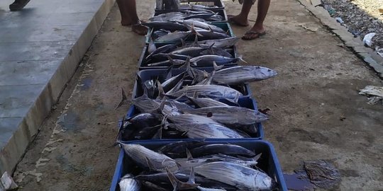Nasib Miris Pengusaha Ikan di Donggala selama Pandemi, Banyak Merugi Karena Ini