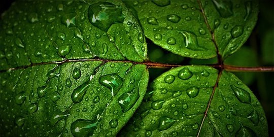 7 Manfaat Klorofil bagi Kesehatan, Cegah Bau Badan hingga Anti Penuaan