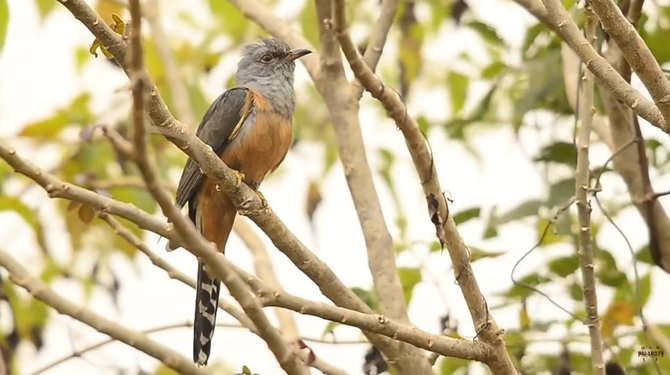 burung kedasih