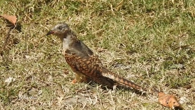 burung kedasih