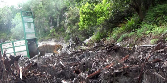 Harimau Tertangkap di Tapsel Dilepas ke Hutan TNGL Gayo Lues