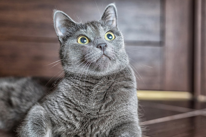 beragam fakta tak terduga tentang kumis kucing