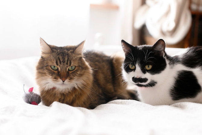 beragam fakta tak terduga tentang kumis kucing