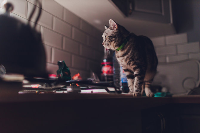 beragam fakta tak terduga tentang kumis kucing