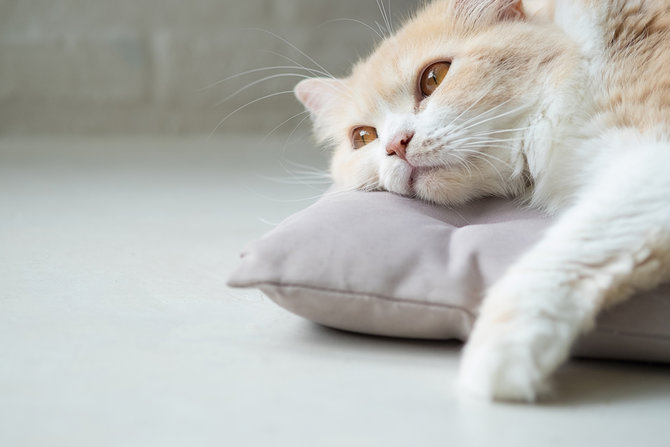 beragam fakta tak terduga tentang kumis kucing