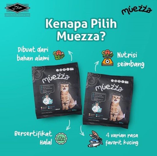 beragam fakta tak terduga tentang kumis kucing