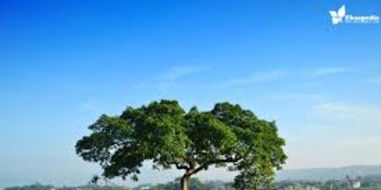 Unik dan Langka, Ini Kisah Pohon Pengantin yang Ditemukan di Salatiga