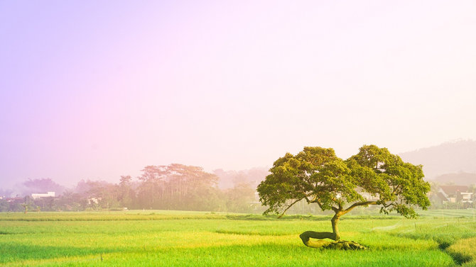 pohon pengantin salatiga
