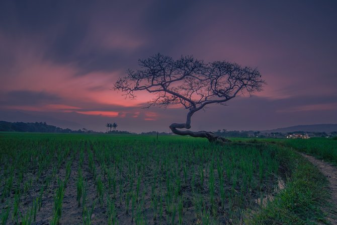 pohon pengantin salatiga