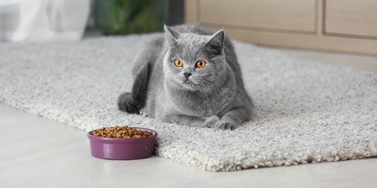 Selain Stres dan Masalah Pencernaan, Ini 4 Penyebab Kucing Jadi Tidak Nafsu Makan
