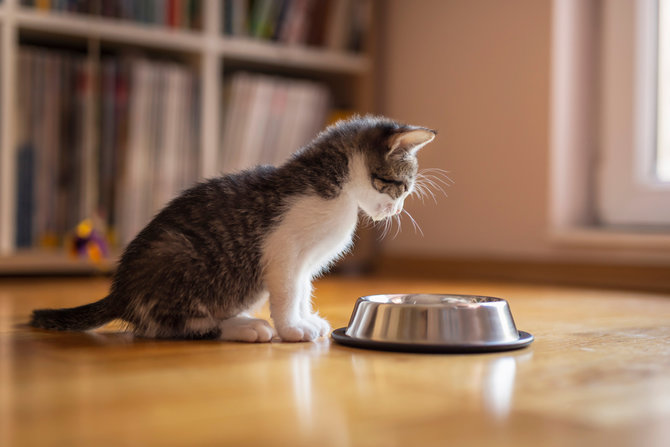 selain stres dan masalah pencernaan ini 4 penyebab kucing jadi tidak nafsu makan