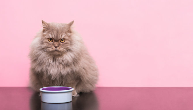selain stres dan masalah pencernaan ini 4 penyebab kucing jadi tidak nafsu makan