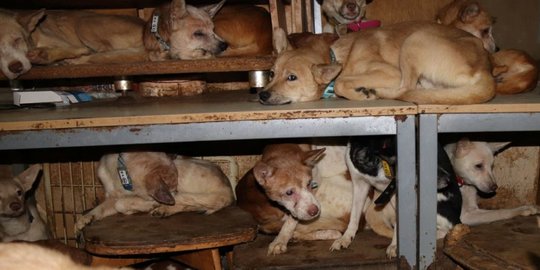 Nestapa 164 Anjing Hidup Berdesakan di Rumah Sempit Jepang