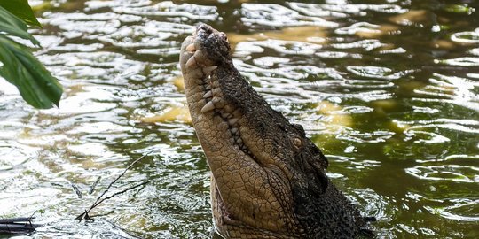 43 Buaya Dikabarkan Lepas Dari Penangkaran, BPBD Kota Tangerang Sisir Sungai Cisadane