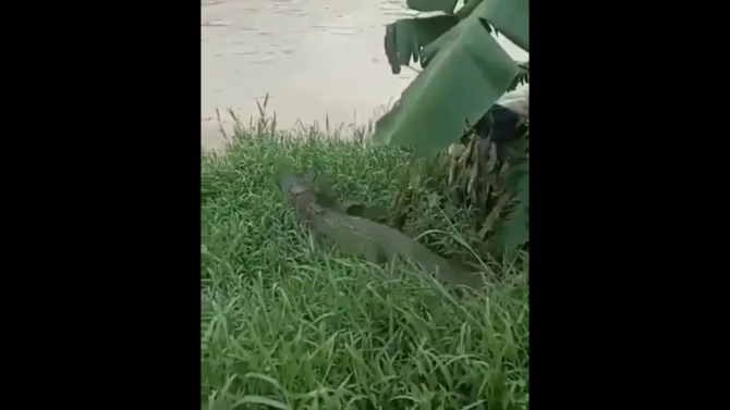 buaya lepas di sungai cisadane