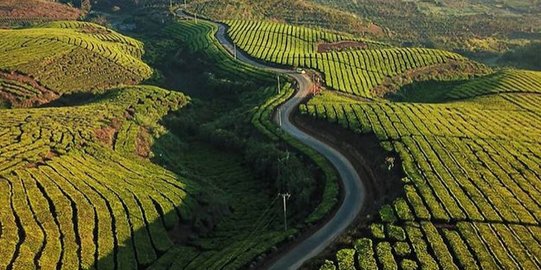 Intip Suasana Kebun Teh Kayu Aro Kerinci, Perkebunan Teh Tertinggi Kedua di Dunia