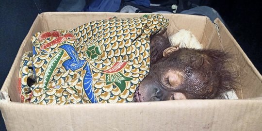 Kasihan, Bayi Orangutan Ini Tersesat di Hutan Kutai Timur