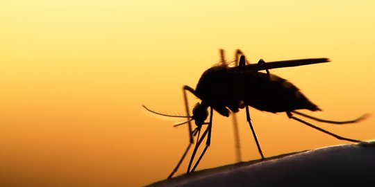 Polusi Cahaya di Malam Hari Bisa Tingkatkan Risiko Gigitan Nyamuk Aedes Aegepty