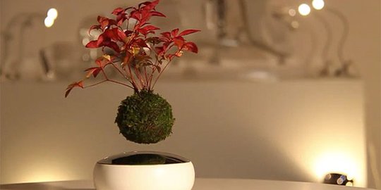 5 Cara Membuat Bonsai dengan Mudah dan Praktis, Cocok Bagi Pemula