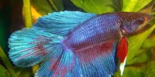 Pemuda Asal Bogor Ini Buka Salon Khusus Ikan Cupang Layani Rias Hingga Sulam Sirip Merdeka Com