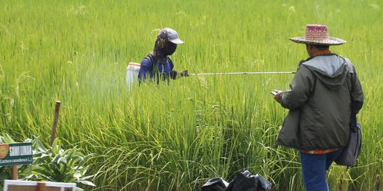 Program Agro Solution Tingkatkan Hasil Pertanian Hingga 10,7 Ton per Hektare