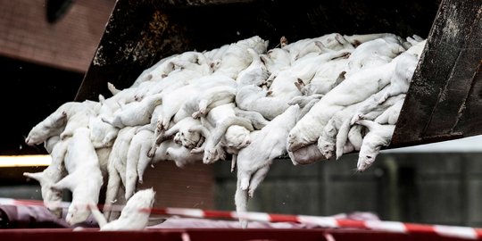 Temukan Mutasi Virus Corona Baru ke Manusia, Denmark Musnahkan Jutaan Cerpelai