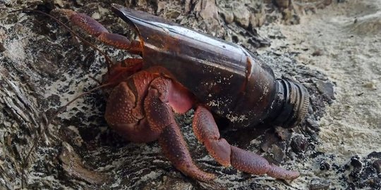 Penampakan Kelomang Bercangkang Pecahan Botol Kaca di Thailand