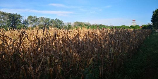 Optimalkan Pemenuhan Jagung Rendah Aflatoxin, Kementan Jalin Kerja Sama dengan P3JI