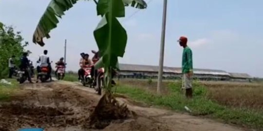 Protes Karena Jalan Rusak Tak Kunjung Diperbaiki Warga Di Brebes