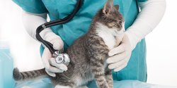 Pentingnya Vaksin bagi Kucing: Cegah Penyakit Berbahaya dan 