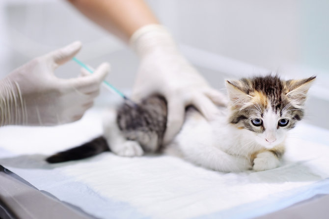 Pentingnya Vaksin bagi Kucing: Cegah Penyakit Berbahaya dan - kelebihan
vaksin kucing
