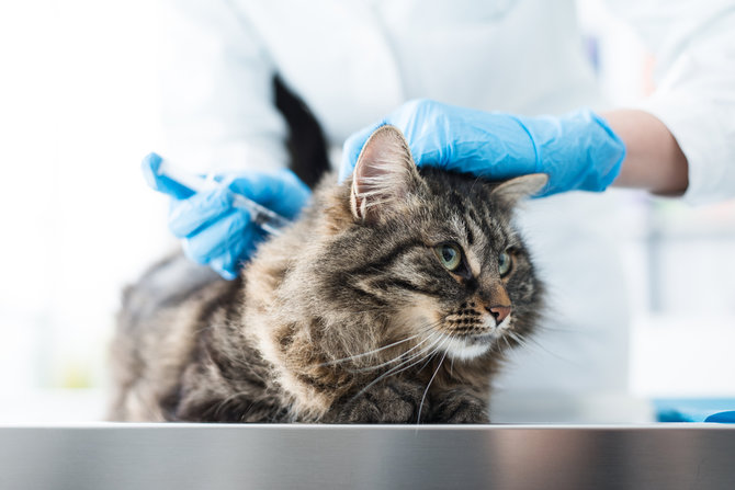 pentingnya vaksin bagi kucing cegah penyakit berbahaya dan tingkatkan imun
