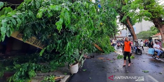 Lebih dari 50 Pohon di Kudus Tumbang Diterjang Angin Kencang