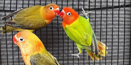8 Makanan Lovebird Murah dan Lengkap, Beri Pakan Terbaik agar Burung Tetap Sehat