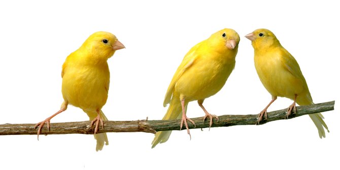 7 Jenis Makanan Burung yang Terbaik, Tinggi Nutrisi Bagi Peliharaan Kesayangan