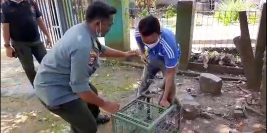 BKSDA Serang Evakuasi 2 Monyet Buntut Panjang Usai Melukai 4 Warga