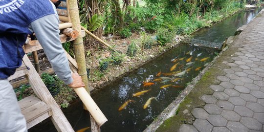Menengok Kampung Ikan Banyuwangi, Warga Pelihara Koi di Sungai
