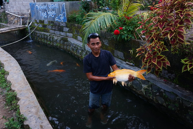 Menengok Kampung Ikan Banyuwangi Warga Pelihara Koi Di Sungai Merdeka Com