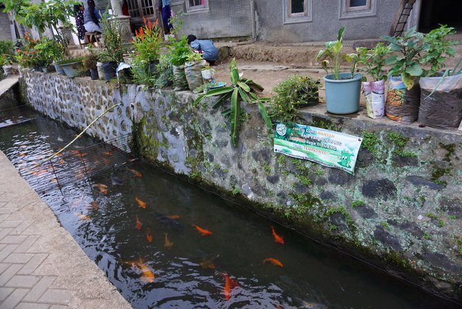 kampung ikan banyuwangi