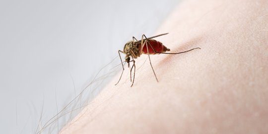 Cara Melindungi Bayi dari Gigitan Nyamuk, Bantu Jaga Buah Hati