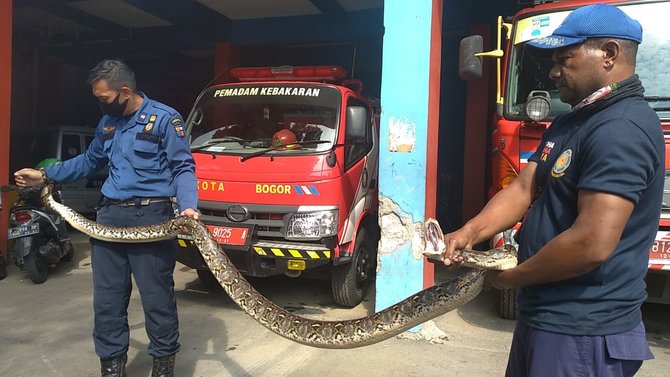 damkar kota bogor evakuasi ular sanca