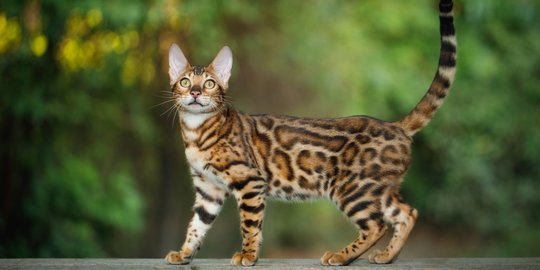 Dijuluki Mini Leopard, Ini 10 Potret Kucing Bengal: Dari Pose Garang Sampai Lucu!