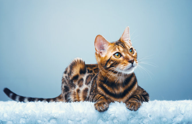 dijuluki mini leopard ini 10 potret kucing bengal