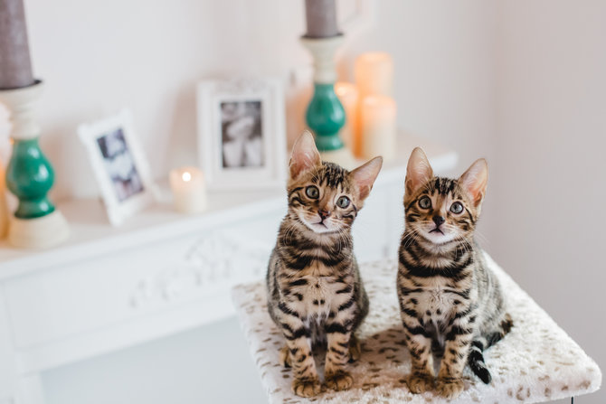 dijuluki mini leopard ini 10 potret kucing bengal