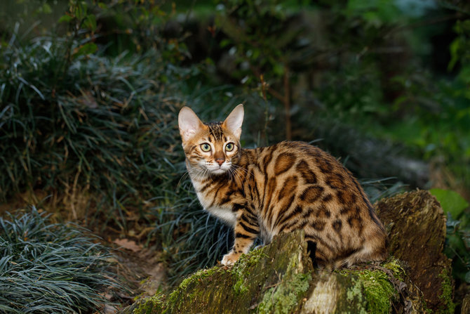 Dijuluki Mini Leopard, Ini 10 Potret Kucing Bengal: Dari Pose 